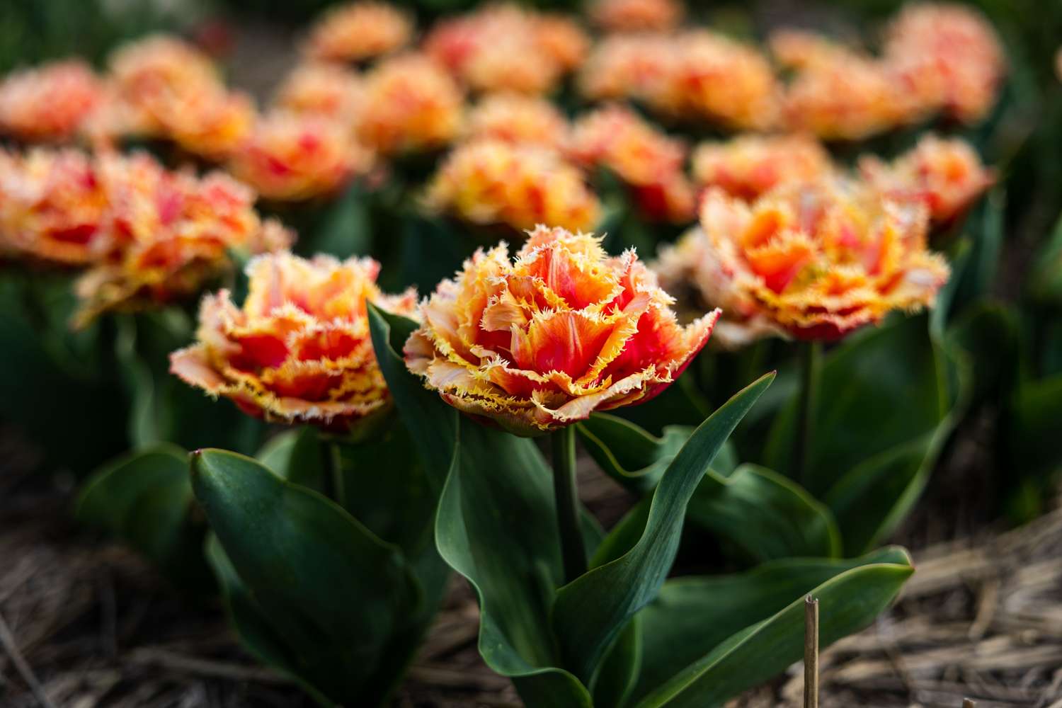 Tulip 'Brisbane'
